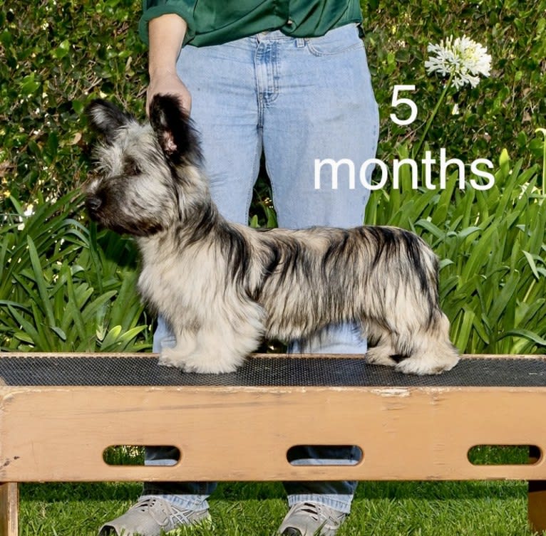 Willow, a Skye Terrier tested with EmbarkVet.com