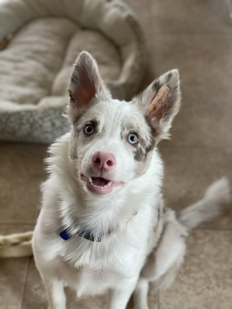 Viva, a Border Collie tested with EmbarkVet.com