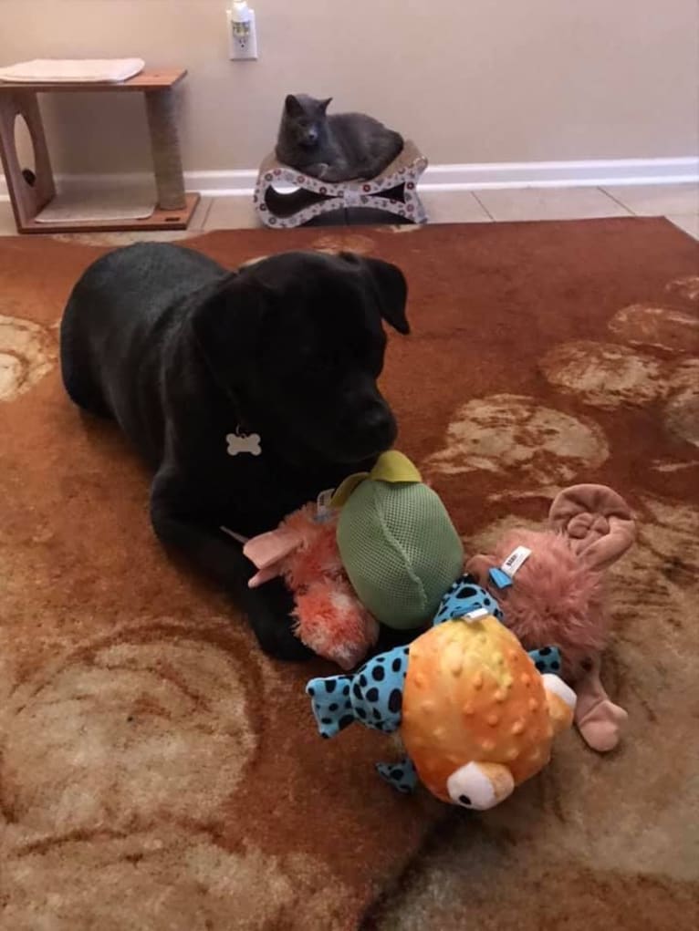 Benjen, a Bulldog and Neapolitan Mastiff mix tested with EmbarkVet.com