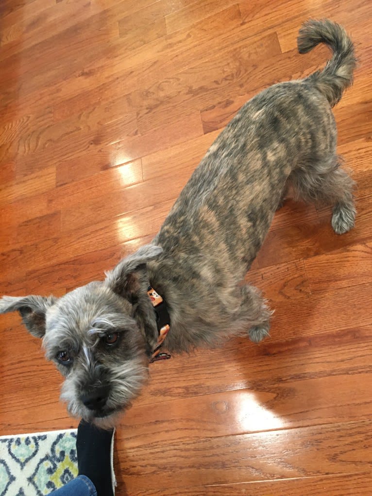 Indy, a Miniature Schnauzer and Chinese Shar-Pei mix tested with EmbarkVet.com