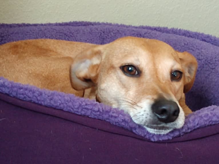 Bender, a Mountain Cur and Miniature Pinscher mix tested with EmbarkVet.com