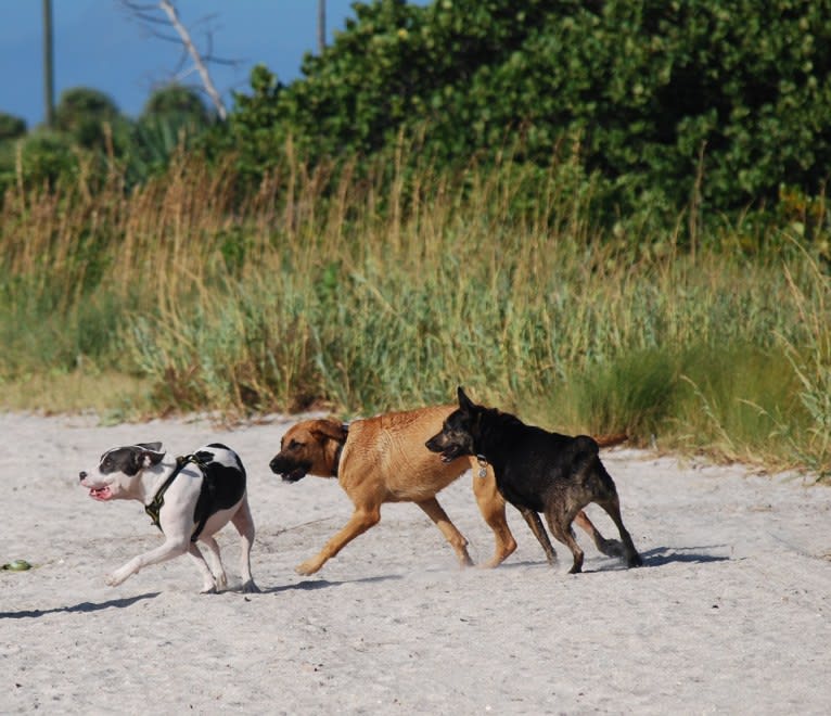 Cypress, an American Bully and American Pit Bull Terrier mix tested with EmbarkVet.com