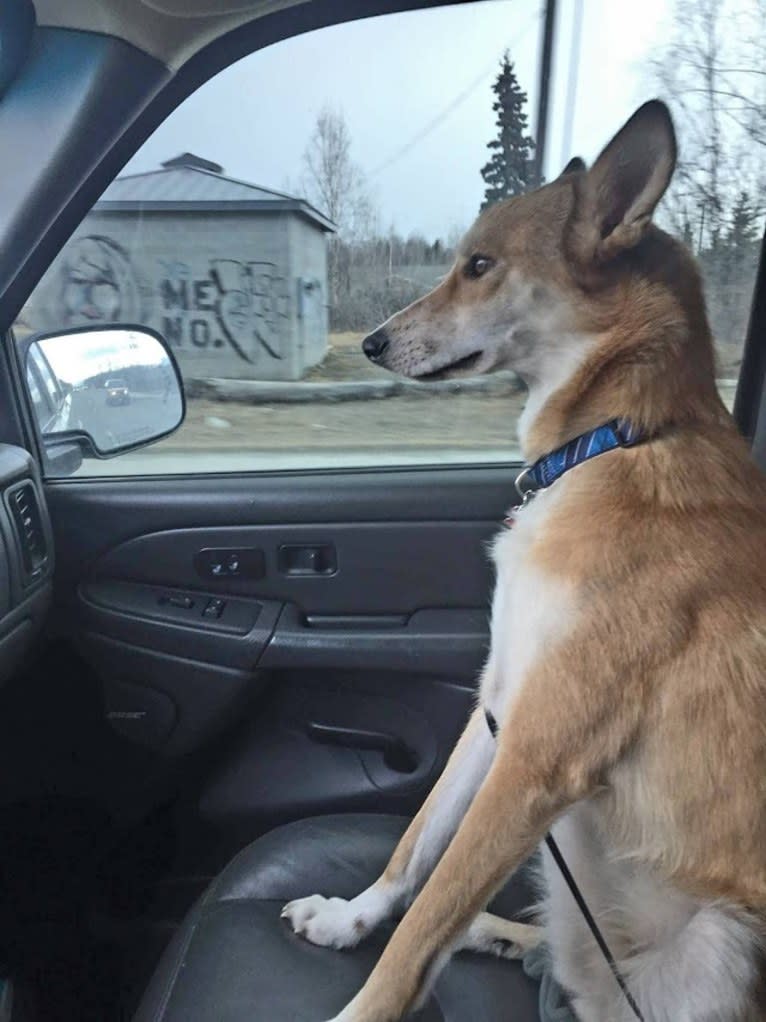 Sable, an Alaskan-type Husky tested with EmbarkVet.com