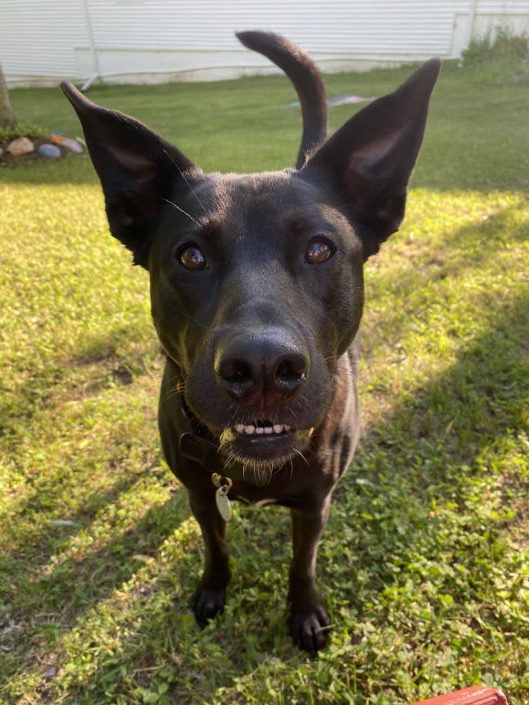 Ru, an American Pit Bull Terrier and German Shepherd Dog mix tested with EmbarkVet.com