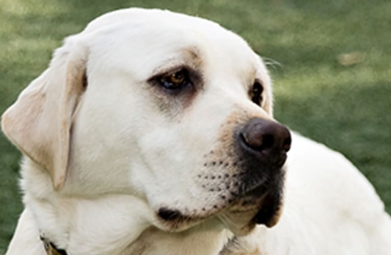 Stofer's Carlyn, a Labrador Retriever tested with EmbarkVet.com
