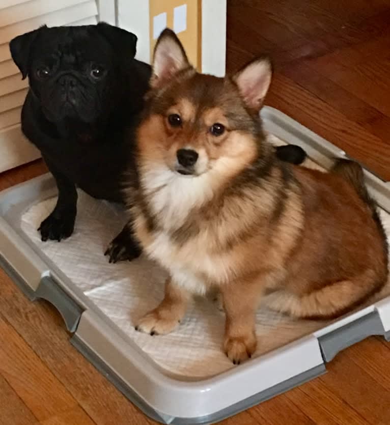 Annabelle, a Pembroke Welsh Corgi and Pomeranian mix tested with EmbarkVet.com