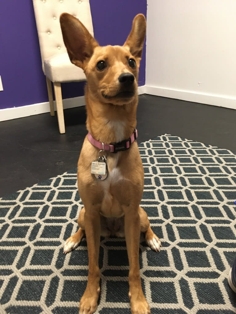 Jenna, a Chihuahua and Australian Cattle Dog mix tested with EmbarkVet.com