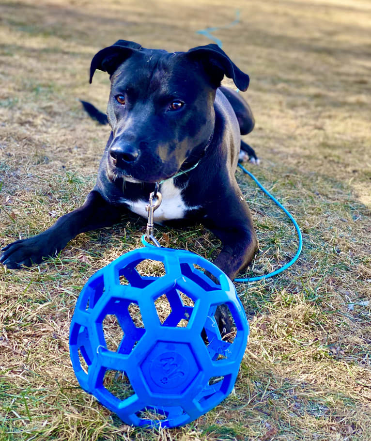 Phoenix, a Labrador Retriever and American Pit Bull Terrier mix tested with EmbarkVet.com