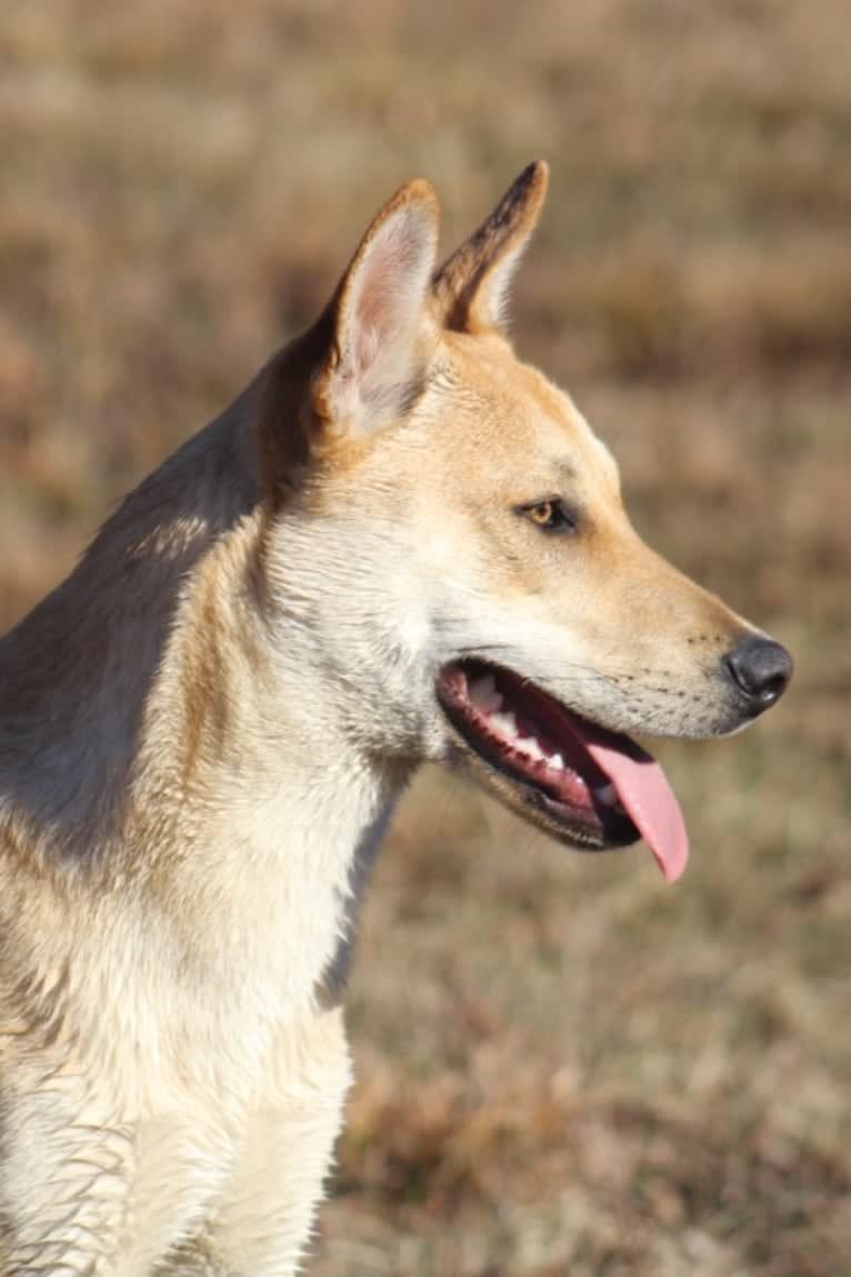 Bones, a Carolina Dog tested with EmbarkVet.com