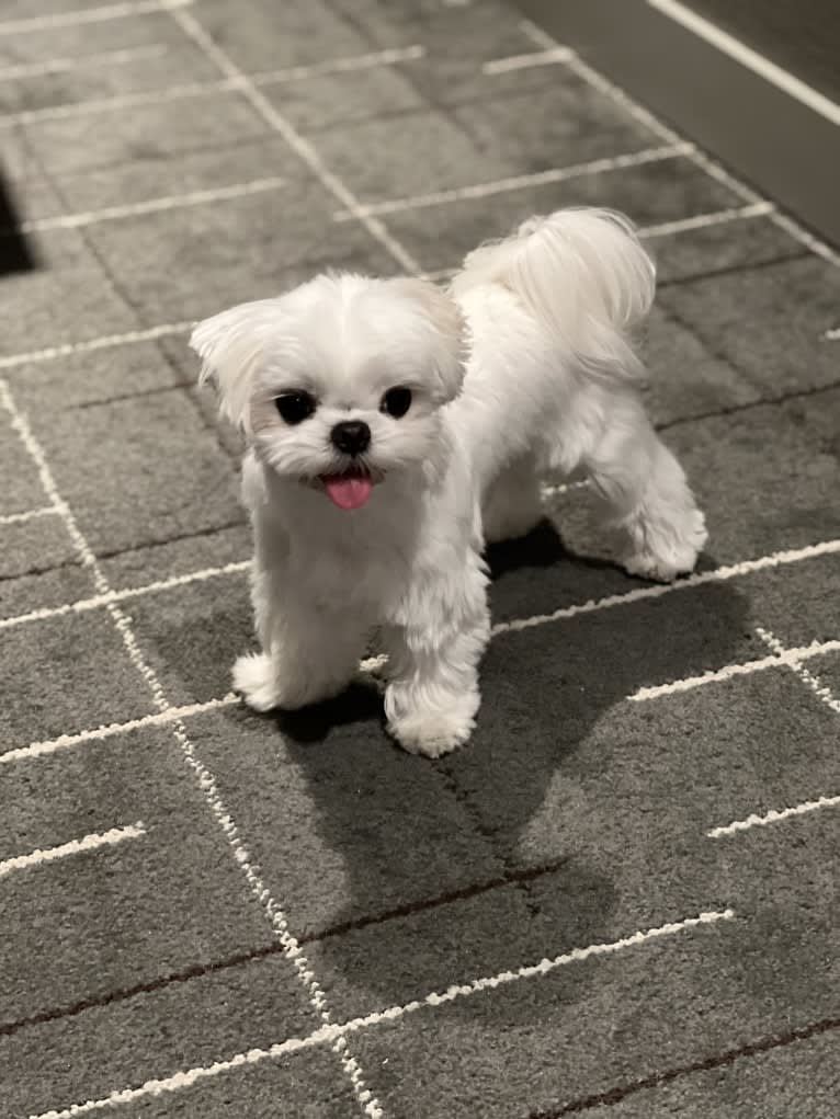 SNOOPY, a Maltese tested with EmbarkVet.com