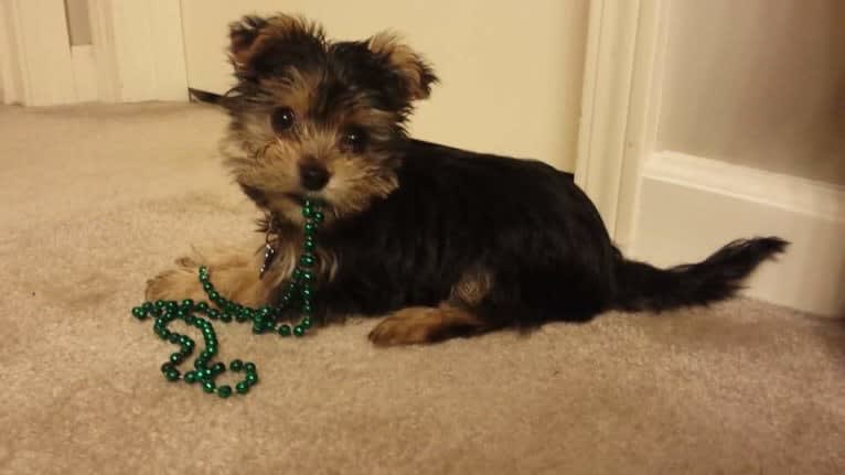 Milo, a Miniature Schnauzer and Biewer Terrier mix tested with EmbarkVet.com