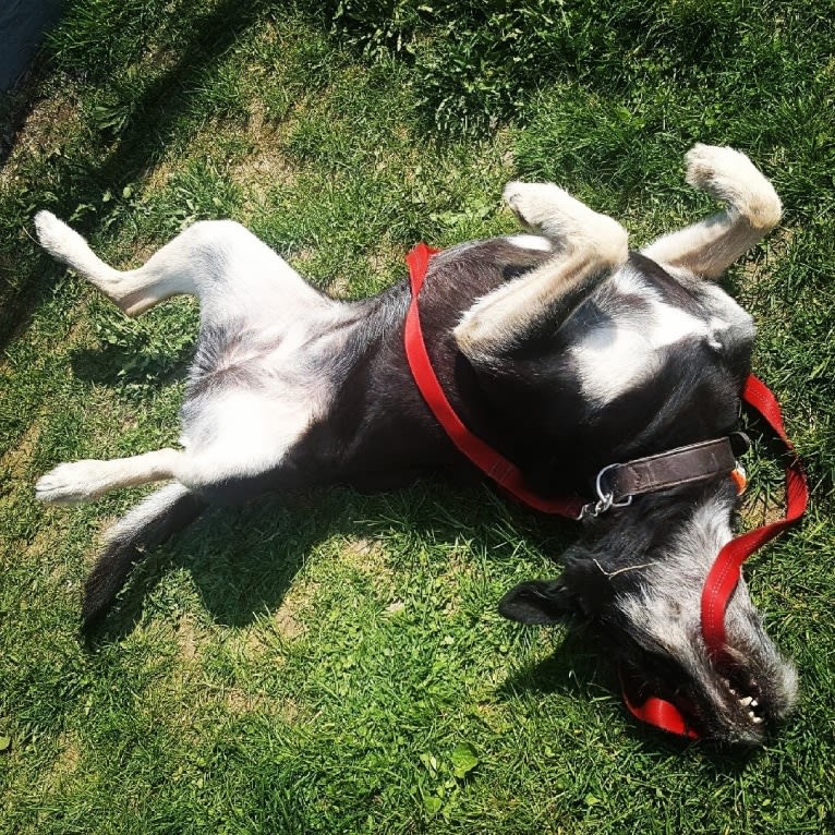 Shakedown, a Siberian Husky and German Shepherd Dog mix tested with EmbarkVet.com