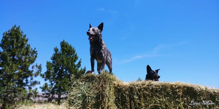 Zip, an Australian Cattle Dog tested with EmbarkVet.com