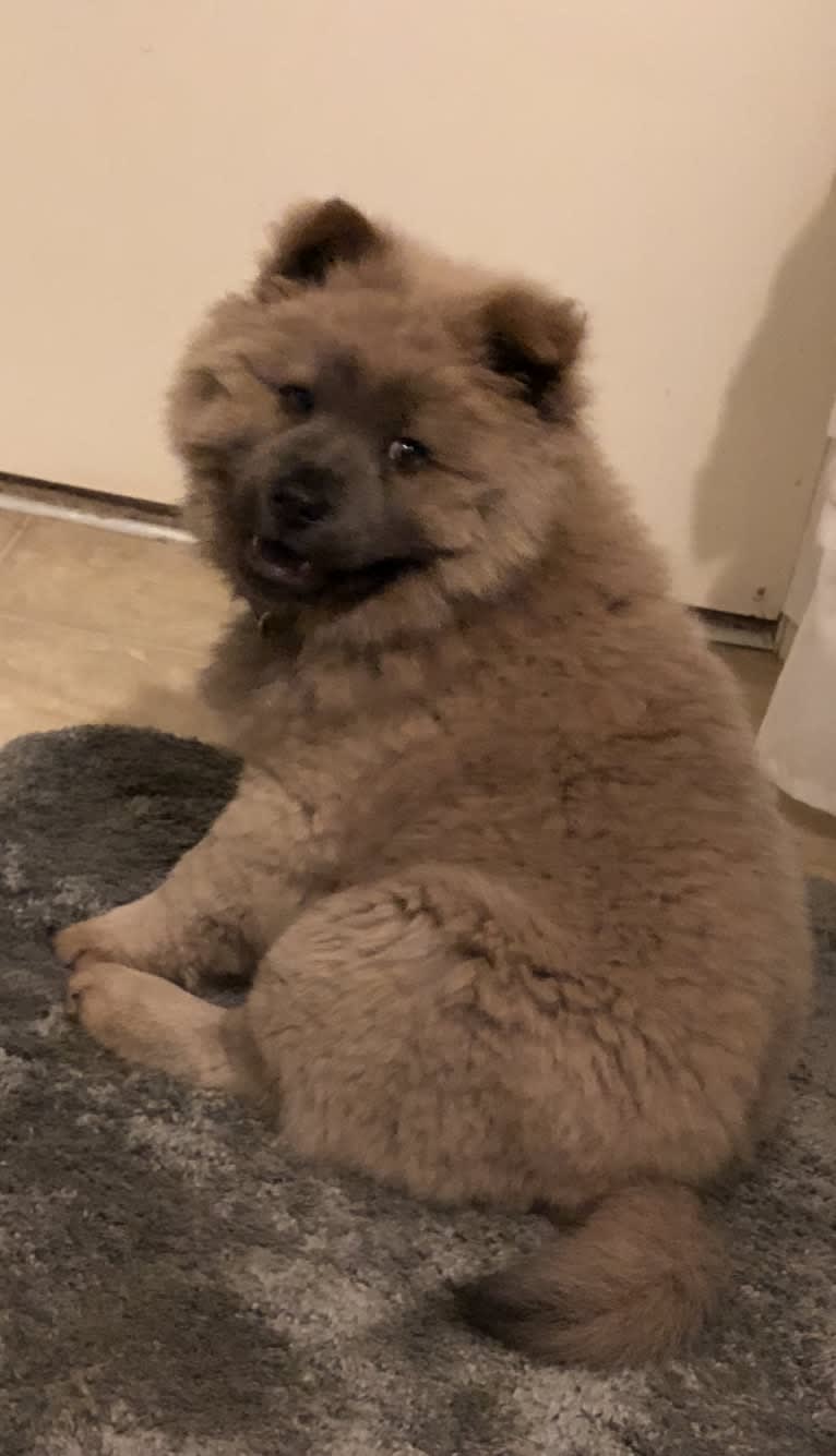 Coco Bean, a Chow Chow tested with EmbarkVet.com