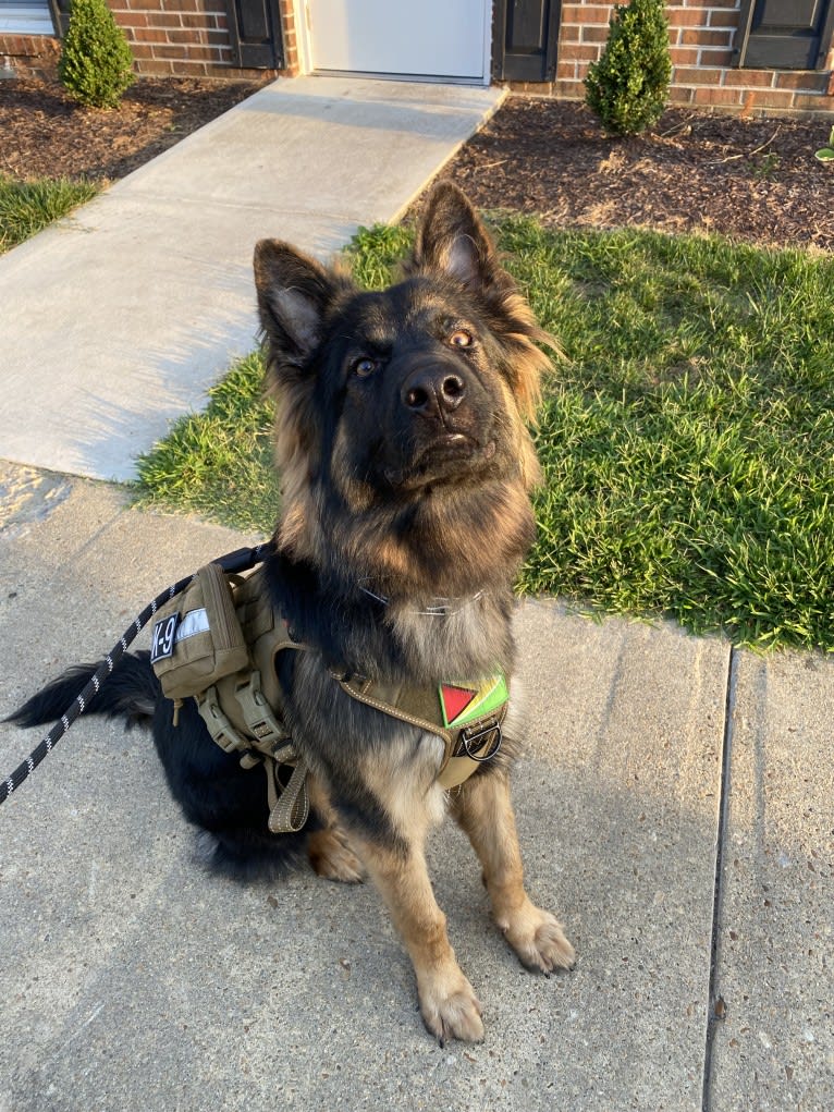 Onyx, a German Shepherd Dog tested with EmbarkVet.com