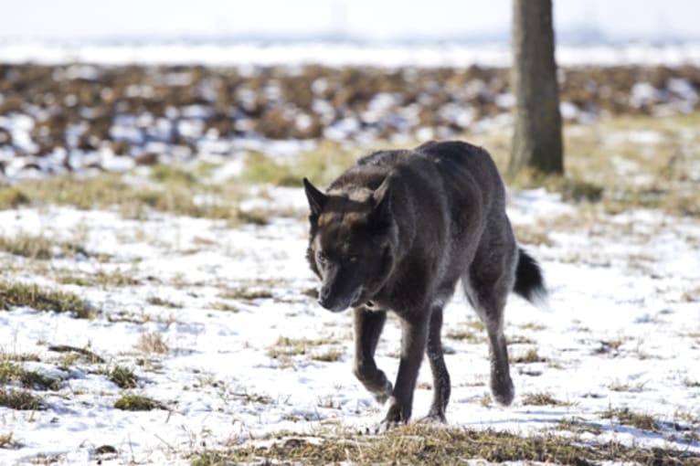 Tanis, an European Village Dog tested with EmbarkVet.com