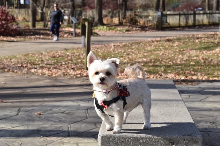 Bulgogi, a Morkie tested with EmbarkVet.com