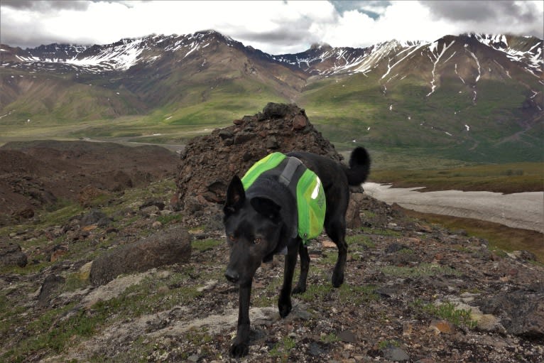 Floki, an Alaskan-type Husky tested with EmbarkVet.com