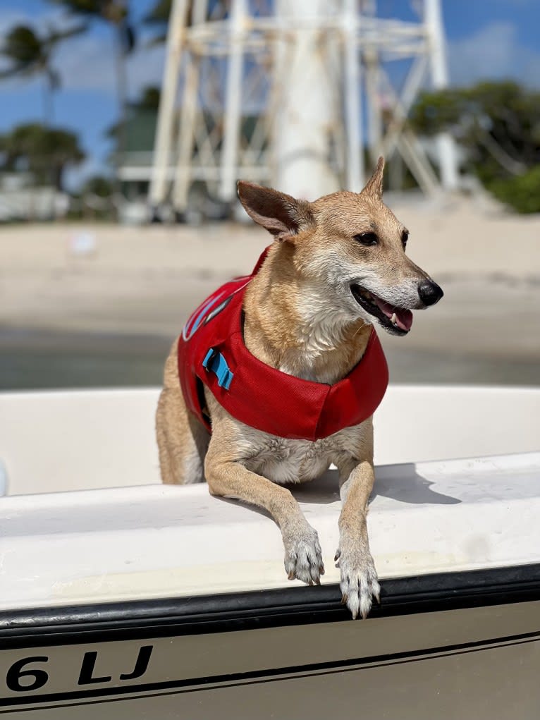 Banbury Cross Mochi, a Carolina Dog tested with EmbarkVet.com