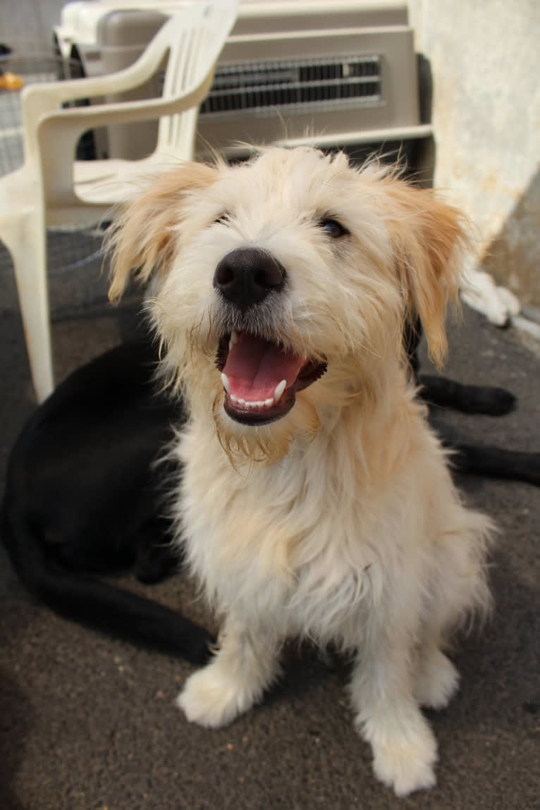 Oscar, a German Shepherd Dog and Chow Chow mix tested with EmbarkVet.com