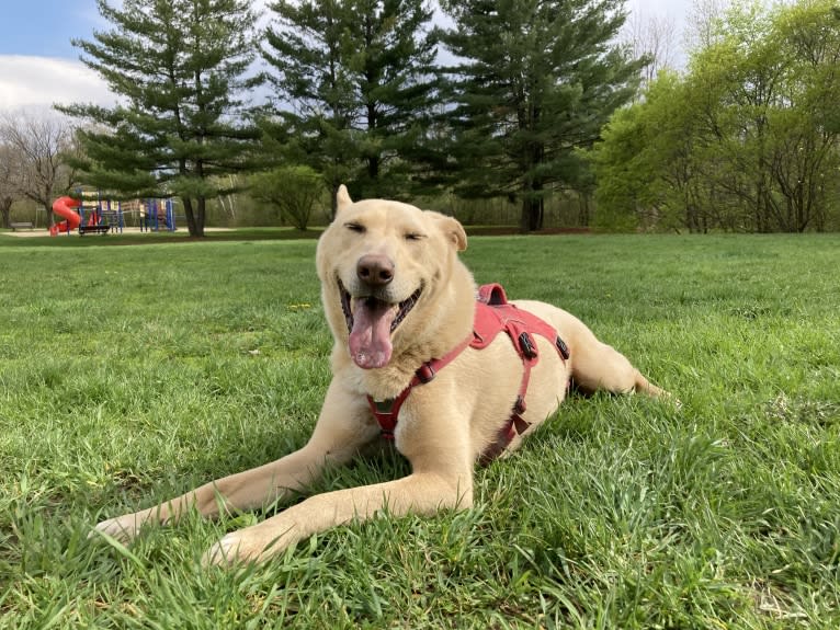 Moonsae, a Japanese or Korean Village Dog tested with EmbarkVet.com