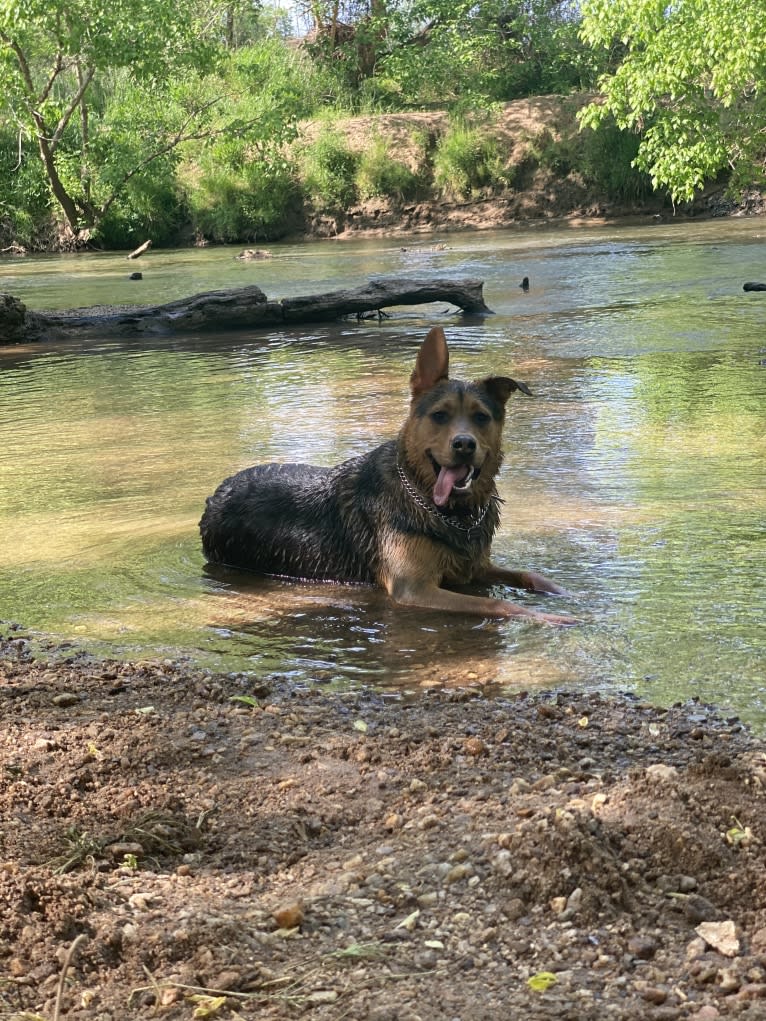 Tommy, an Australian Cattle Dog and German Shepherd Dog mix tested with EmbarkVet.com