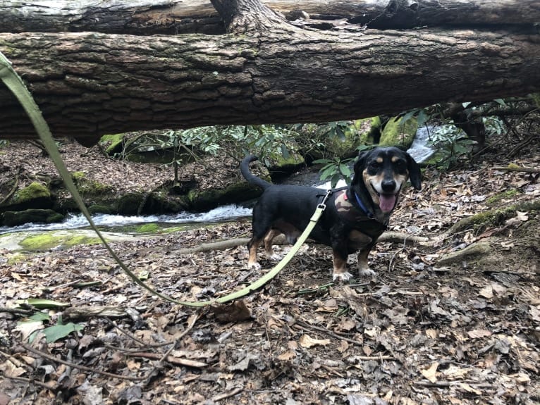 Carlos, a Dachshund and American Pit Bull Terrier mix tested with EmbarkVet.com