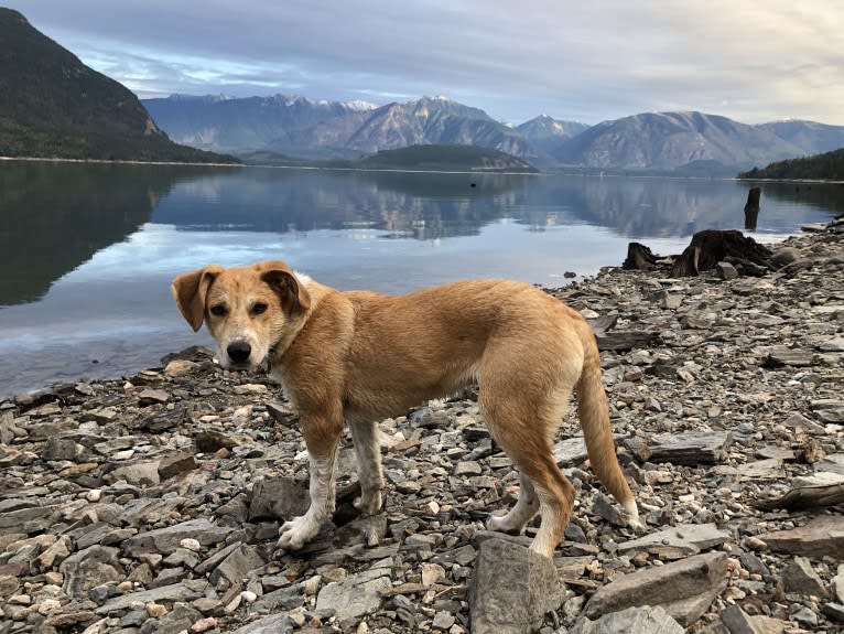 Bear, a Great Pyrenees and Australian Cattle Dog mix tested with EmbarkVet.com