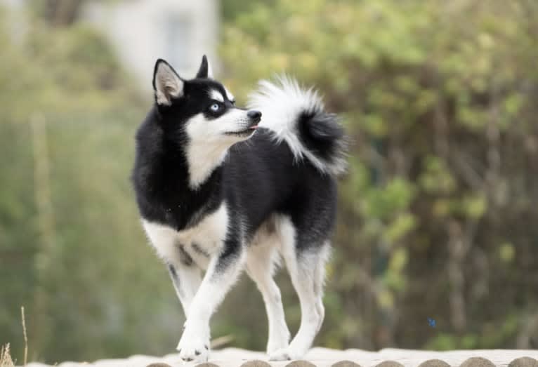 SEVERNAYA LUNA ARCTIC, an Alaskan Klee Kai tested with EmbarkVet.com