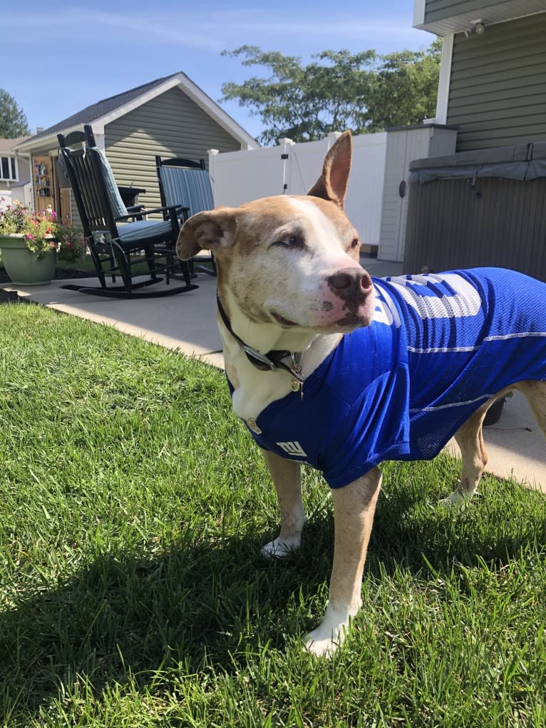 Louie, an American Pit Bull Terrier and American Staffordshire Terrier mix tested with EmbarkVet.com