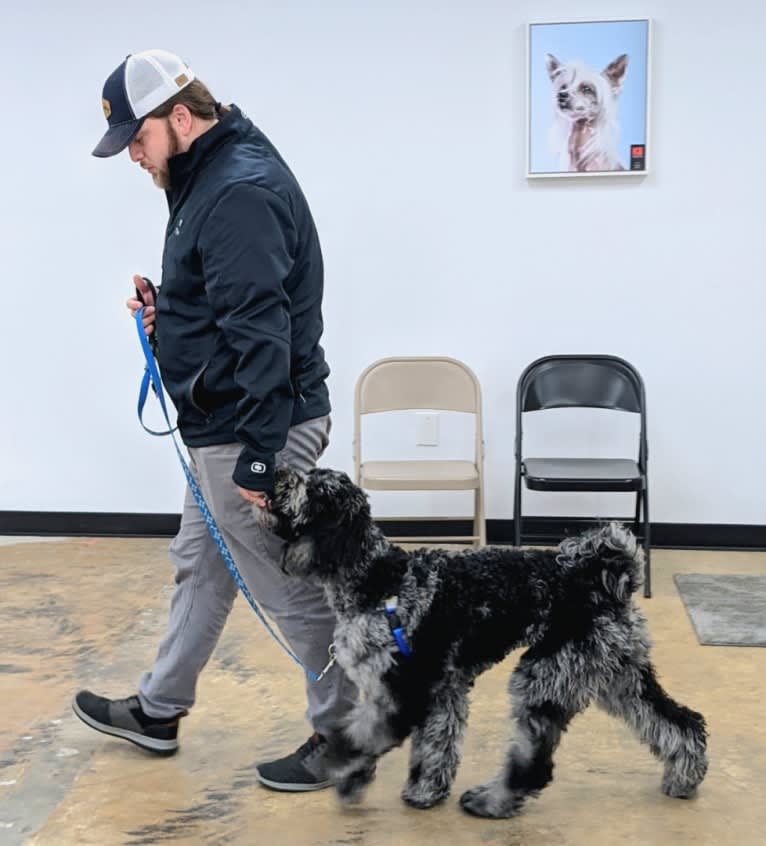 Cooper, a Poodle (Standard) tested with EmbarkVet.com