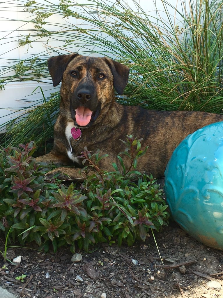 Bella, an American Pit Bull Terrier and Beagle mix tested with EmbarkVet.com