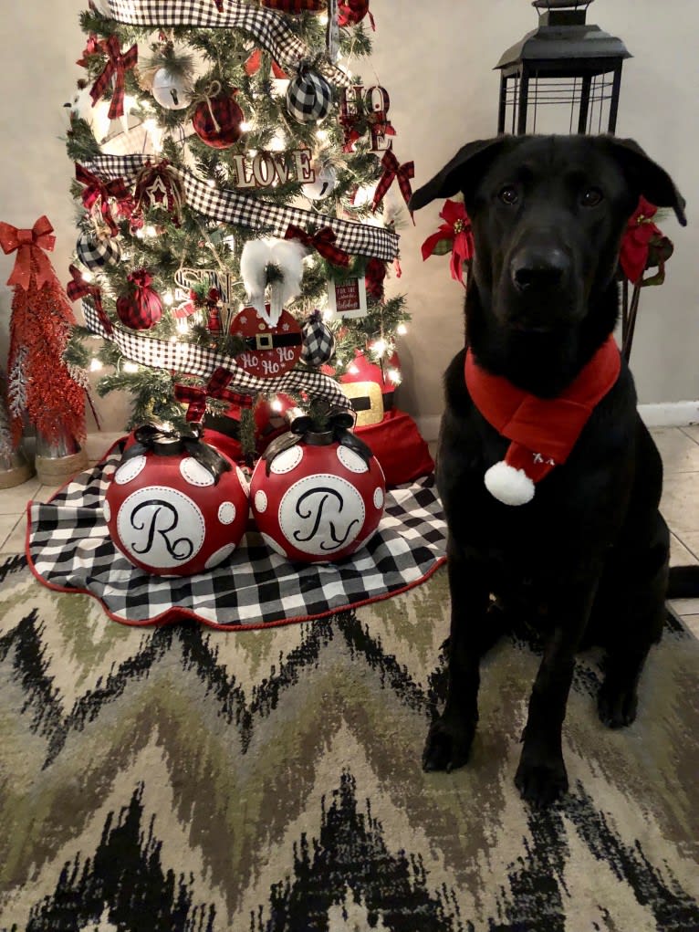 Reggie, a German Shepherd Dog and Chinese Shar-Pei mix tested with EmbarkVet.com