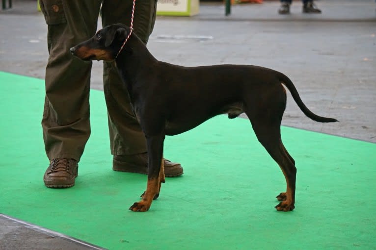 The Junior Katington, a Manchester Terrier (Standard) tested with EmbarkVet.com