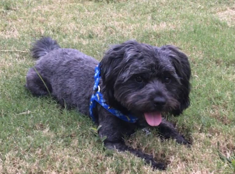 Riley, a Cocker Spaniel and Shih Tzu mix tested with EmbarkVet.com