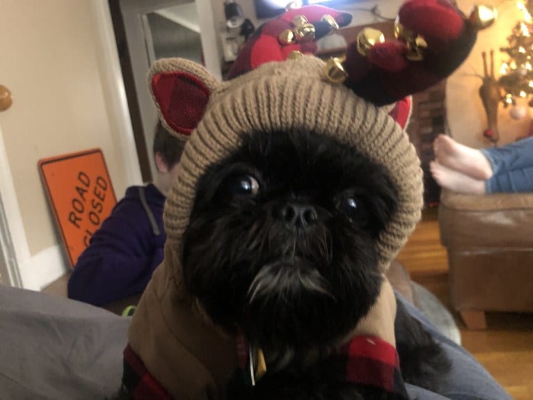 Lulu, a Shih Tzu tested with EmbarkVet.com
