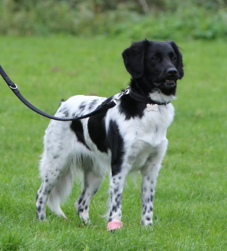 Chloé, a Stabyhoun tested with EmbarkVet.com