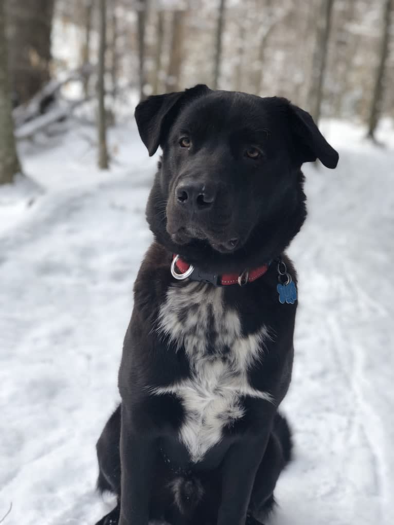 Tux, an Australian Cattle Dog and Great Pyrenees mix tested with EmbarkVet.com