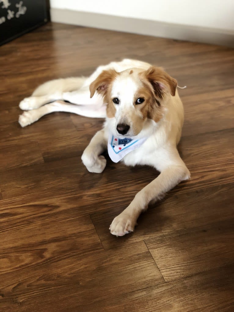 Waffle, a Great Pyrenees and Brittany mix tested with EmbarkVet.com