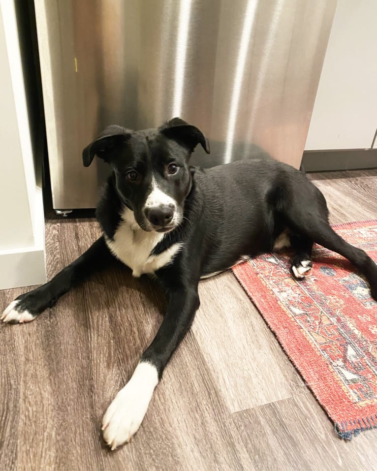 Marlowe Gandalf, a Siberian Husky and Australian Shepherd mix tested with EmbarkVet.com