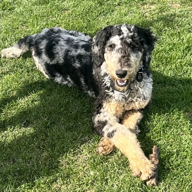 Ramona, a Poodle (Standard) tested with EmbarkVet.com