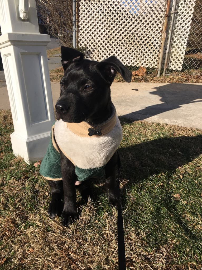 Teddy, an American Pit Bull Terrier and American Staffordshire Terrier mix tested with EmbarkVet.com