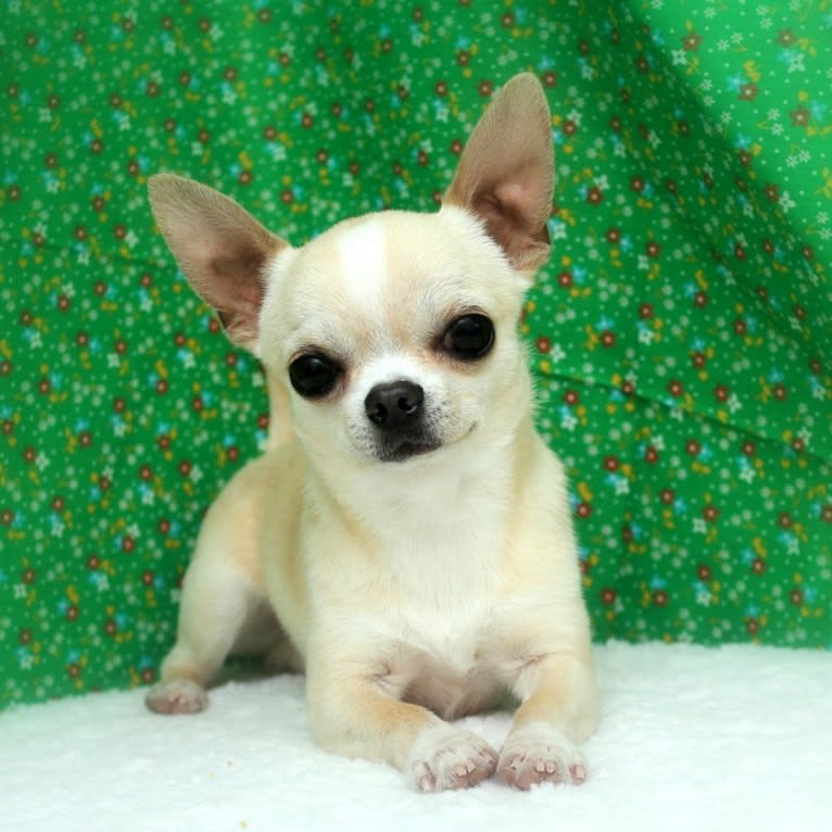 Antic, a Chihuahua tested with EmbarkVet.com