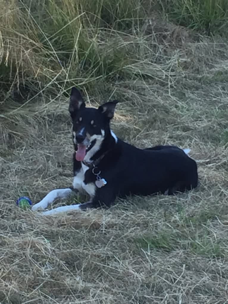 Ollie, a Border Collie tested with EmbarkVet.com