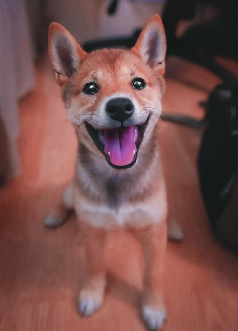 Kyoto, a Shiba Inu tested with EmbarkVet.com