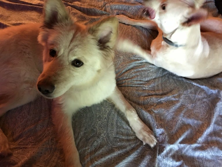 Roxy, a Siberian Husky and Labrador Retriever mix tested with EmbarkVet.com