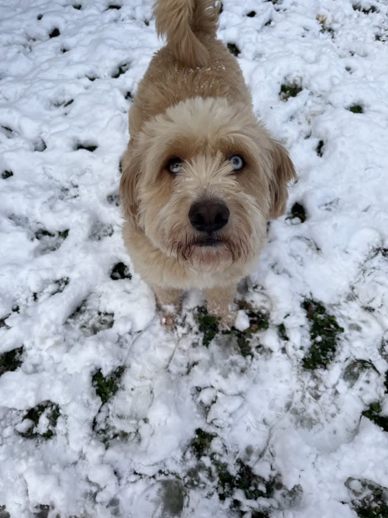 Leo, a Beagle and Golden Retriever mix tested with EmbarkVet.com