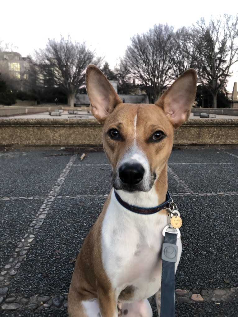 Safú, an African Village Dog tested with EmbarkVet.com