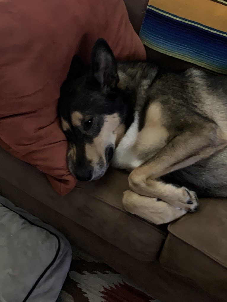 Bauer, an Alaskan Malamute and Shetland Sheepdog mix tested with EmbarkVet.com