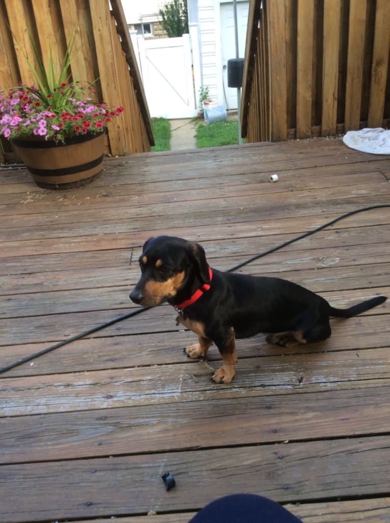 Sargent, a Dachshund and Beagle mix tested with EmbarkVet.com